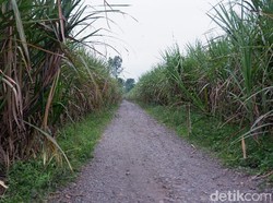 Dusun Wonorejo Diduga Tempat KKN Desa Penari Dikenal Jadi Jalur Pendakian
