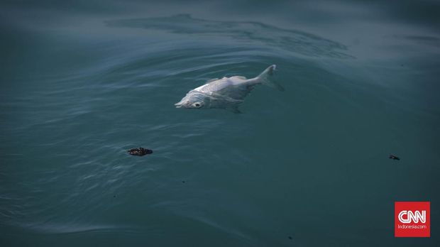 Bangkai ikan akibat tumpahan minyak mentah yang tercecer di Laut Utara Karawang, Jawa Barat.