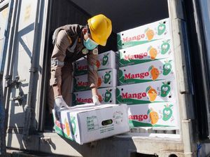 RI Ekspor 6 Ton Mangga ke Singapura Senilai Rp 174 Juta