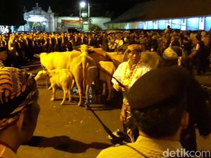 9 Kerbau Bule Keraton Surakarta Dikirab Saat Malam 1 Sura