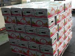 Gencar Promosi, Ekspor Hortikultura RI Diprediksi Meningkat