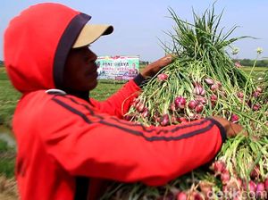 Petani Bawang Merah Beralih Tanam Komoditas Lain, Kenapa?