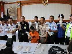 Petugas Bandara Ngurah Rai Penyelundup Baby Lobster Rp 2,6 M Diamankan