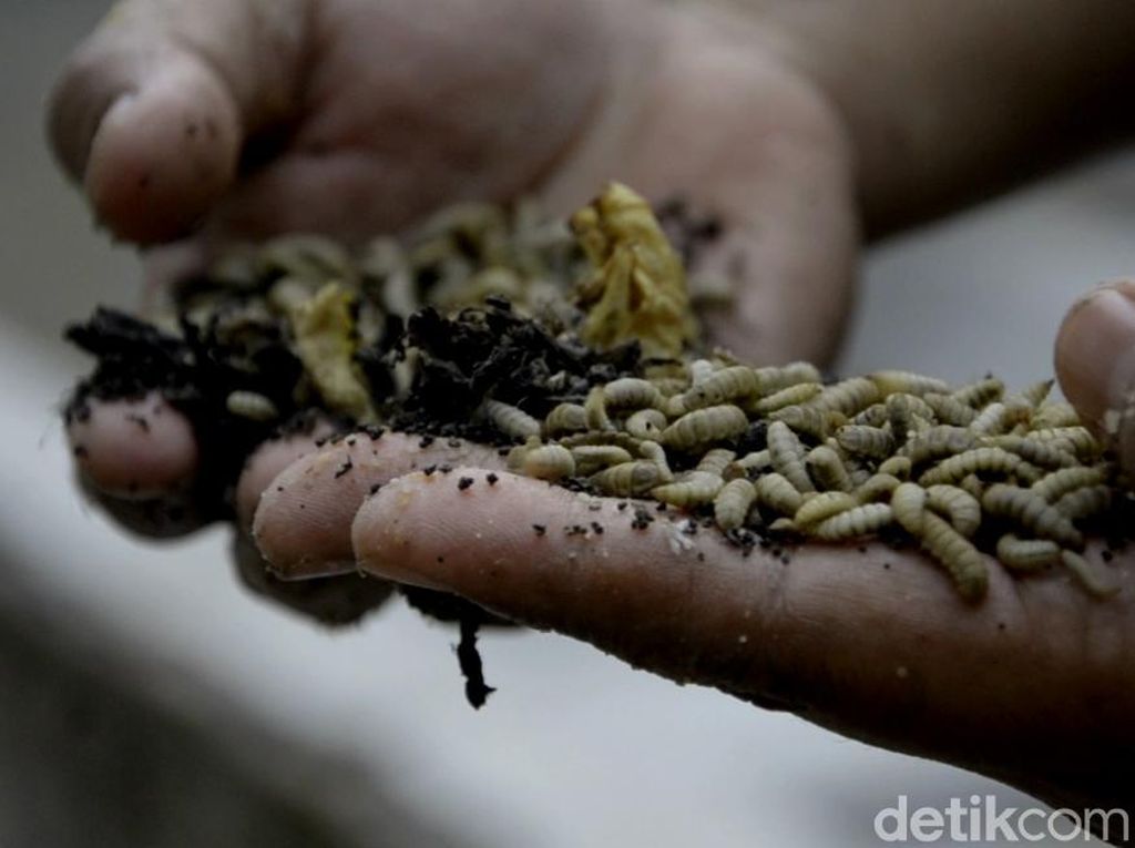 Warga Pekalongan Budidaya Belatung Untuk Pakan Alternatif Warga Pekalongan Budidaya Belatung Untuk Pakan Alternatif