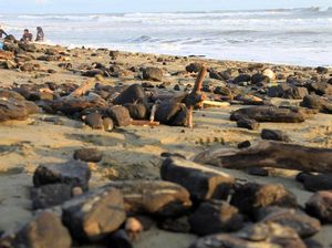 Duh, Limbah Batu Bara Cemari Pantai di Aceh