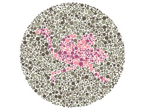 Tes Buta Warna, Bisa Tebak Ini Siluet Burung Apa?