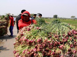 Harga Bawang Merah di Brebes Melambung, Dinas Perdagangan: Faktor Cuaca