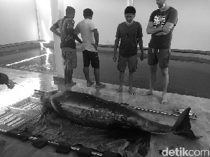 Paus dengan Kondisi Penuh Luka Terdampar di Pantai Serangan Bali Paus dengan Kondisi Penuh Luka Terdampar di Pantai Serangan Bali