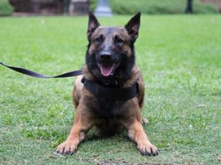 Tentang Anjing Belgian Malinois yang Tewaskan Asisten Majikan