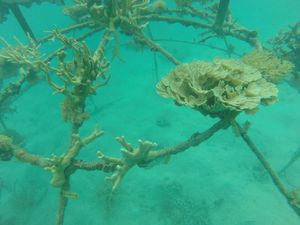 Direstorasi, 465 Unit Terumbu Karang Hiasi Laut Karimunjawa