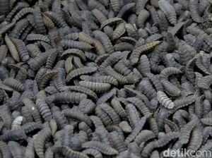 Tips Cegah Belatung Muncul di Rumah, Lengkap Cara-caranya