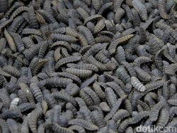 Tips Cegah Belatung Muncul di Rumah, Lengkap Cara-caranya