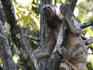 Kebakaran Hutan Amazon, Bagaimana Nasib Binatang yang Terperangkap?