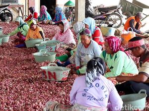 Panen Bawang Merah, Petani Curhat Harga Anjlok