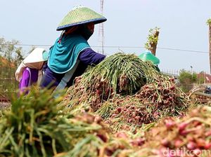 Petani Enggan Simpan Bawang Merah di Gudang Pemerintah, Kenapa?
