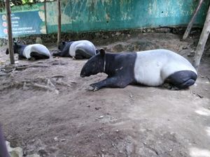 Tapir Nyasar ke Kebun di Asahan Sedang Bunting, BKSDA Tunda Pelepasliaran