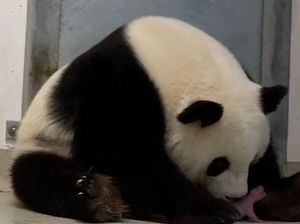 Kebun Binatang Berlin Sambut Kelahiran Langka Bayi Panda Kembar Kebun Binatang Berlin Sambut Kelahiran Langka Bayi Panda Kembar
