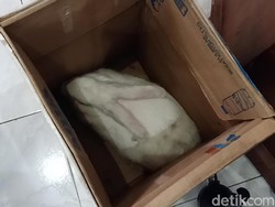 Bahkan Seekor Kelinci Dijarah Saat Ricuh Suporter Persik Vs PSIM