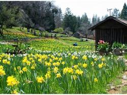 Terlalu Instagramable, Taman Bunga Ini Ditutup