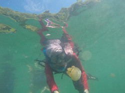 Harus Coba Berenang dengan Ubur-ubur di Kaltim!