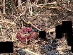 Kagetnya Petani di Jepara Temukan Kerangka Manusia di Kebun Tebu