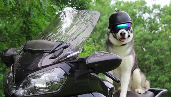 Foto: Anjing Husky yang Suka Touring Keliling Amerika