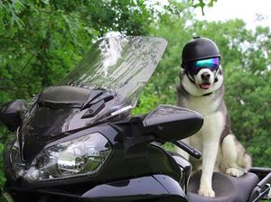 Sox, Si Anjing Husky yang Suka Touring