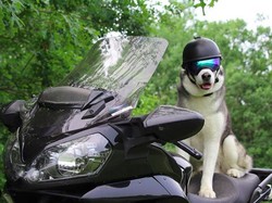 Sox, Si Anjing Husky yang Suka Touring