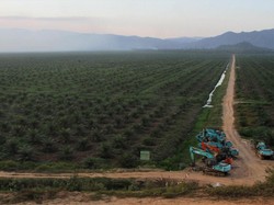 Darmin Panggil Menteri ATR dan Menteri LHK, Bahas Lahan Sawit