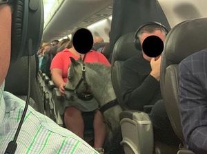 Penumpang Bingung, Kok Ada Kuda Masuk Pesawat?