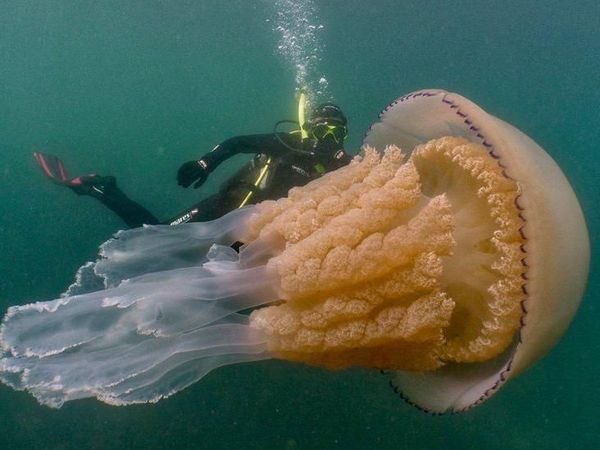 Foto: Ubur-ubur Raksasa Sebesar Manusia