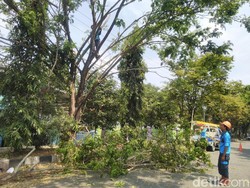 PLN Ciamis Gencar Patroli Pohon Antisipasi Gangguan Listrik