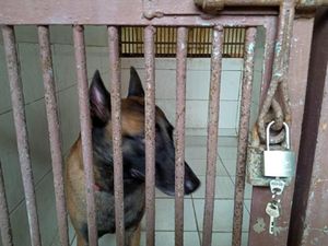 Diobservasi, Begini Kondisi Anjing Milik Bima Aryo yang Tewaskan ART