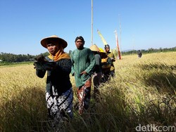 Tradisi Wiwitan, Cara Petani Jawa Mengungkapkan Syukur Saat Musim Panen Tiba