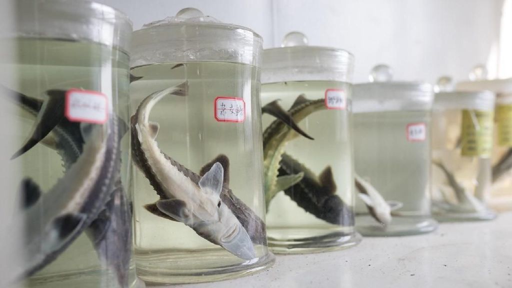 Bukan di Rusia, Pabrik Kaviar Terbesar di Dunia Ternyata Ada di China! Bukan di Rusia, Pabrik Kaviar Terbesar di Dunia Ternyata Ada di China!