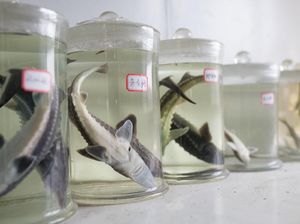 Bukan di Rusia, Pabrik Kaviar Terbesar di Dunia Ternyata Ada di China! Bukan di Rusia, Pabrik Kaviar Terbesar di Dunia Ternyata Ada di China!