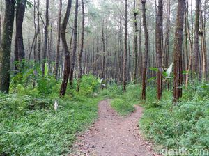 KKN di Desa Penari dan Proteksi Ekokultural