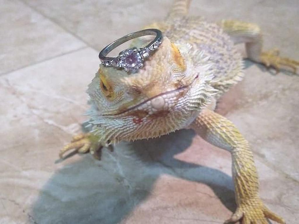 Viral, Kadal Jadi Model Cincin Batu Permata Viral, Kadal Jadi Model Cincin Batu Permata