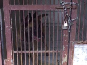 Anjing Serang Pembantu hingga Tewas, Ibu Bima Aryo Diperiksa