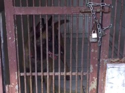 Anjing Serang Pembantu hingga Tewas, Ibu Bima Aryo Diperiksa