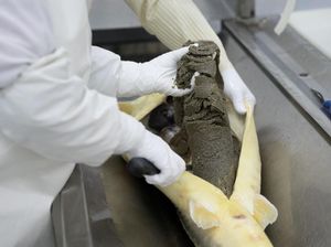 Melihat Proses Pembuatan Kaviar di Pabrik Kaviar Terbesar di Dunia