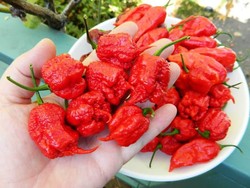 Ini 5 Cabai Pemegang Rekor Terpedas di Dunia, Berani Coba?