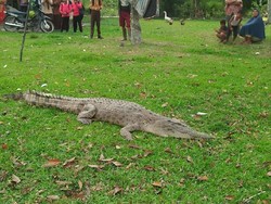 Buaya Nyasar yang Masuk Kampung Merempan Hilir Riau Dievakuasi