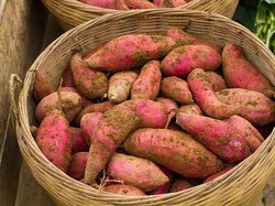 Jangan Dikupas! Ternyata Kulit Ubi Jalar Punya Banyak Khasiat