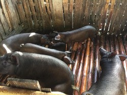 Indonesia Ekspor Babi ke Singapura, Nilainya Tembus Rp 600 M