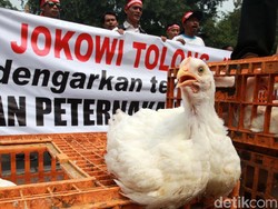 Harga Ayam Anjlok, Darmin Panggil Mentan hingga Dirut Bulog