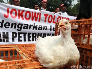 Harga Ayam Anjlok, Kementan Musnahkan 7 Juta Bibit Bulan Depan Harga Ayam Anjlok, Kementan Musnahkan 7 Juta Bibit Bulan Depan