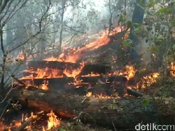 10 Hektare Hutan Pinus di Maros Terbakar