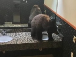 Pulang ke Penginapan, Turis Kaget Ada Beruang di Toilet