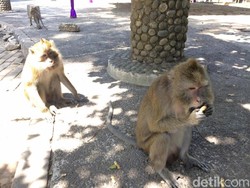Kelaparan, Kawanan Monyet Jarah Mi-Kopi Pemilik Warung di Ciamis